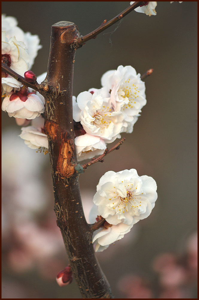 photo "Spring is coming" tags: nature, flowers