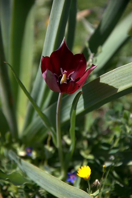 photo "Wild Tulip" tags: nature, flowers