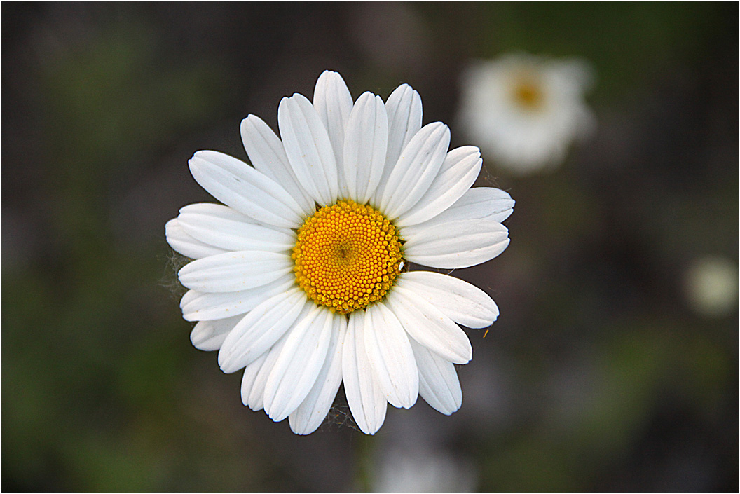 photo "Mother's  Day ." tags: nature, macro and close-up, flowers