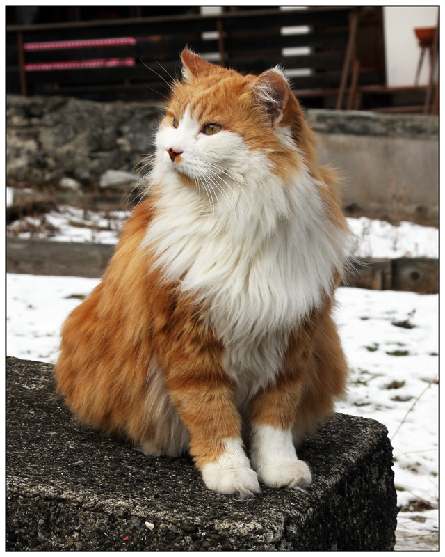 фото "Зимний кот" метки: природа, домашние животные