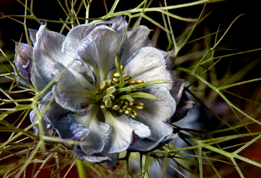 photo "Nigella" tags: nature, flowers