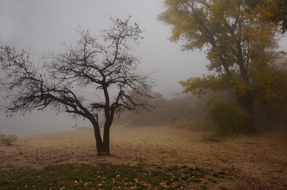 photo "***" tags: landscape, autumn, forest