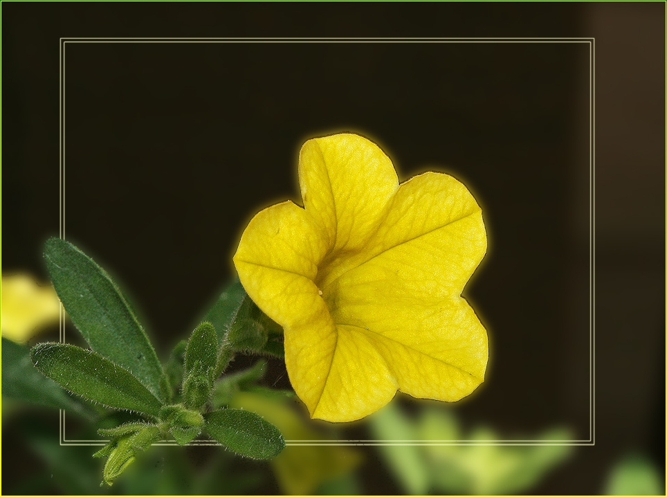 photo "Yellow" tags: nature, macro and close-up, flowers