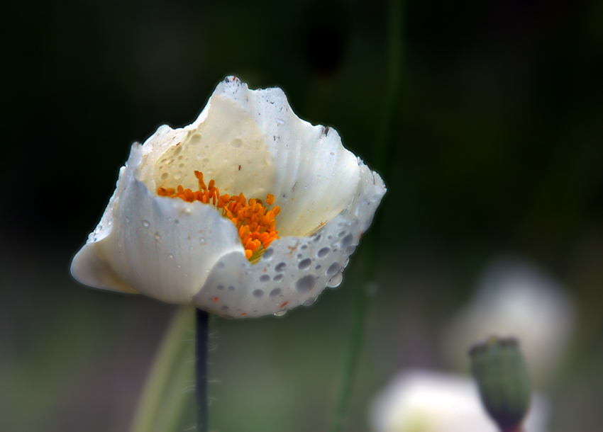 photo "***" tags: landscape, macro and close-up, sunset