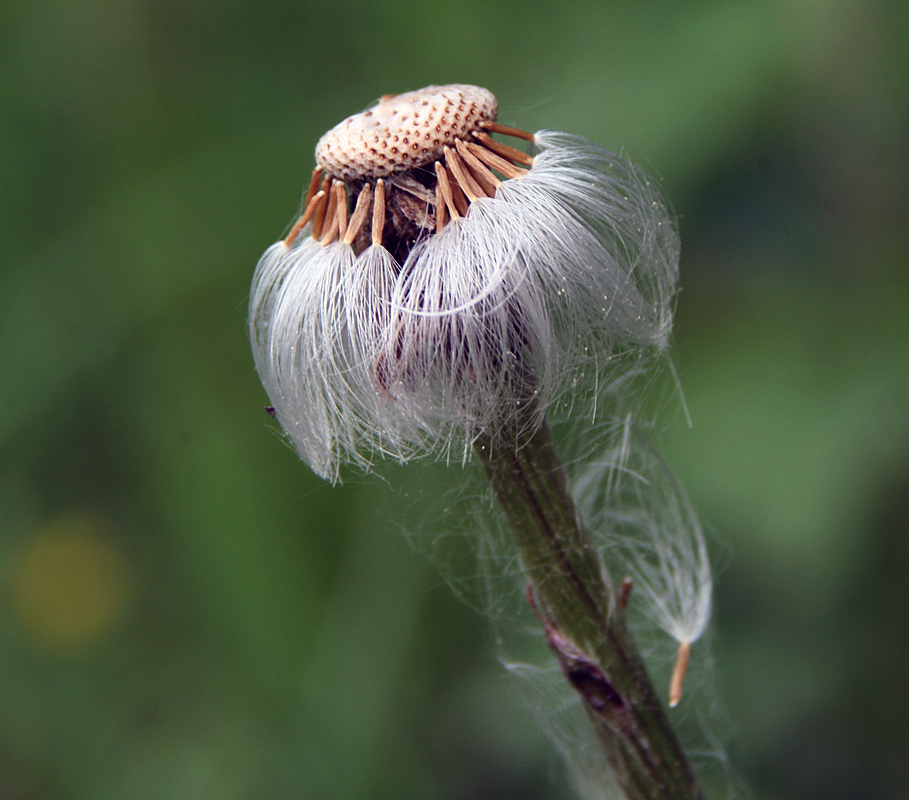 photo "Inevitability" tags: macro and close-up, nature, flowers