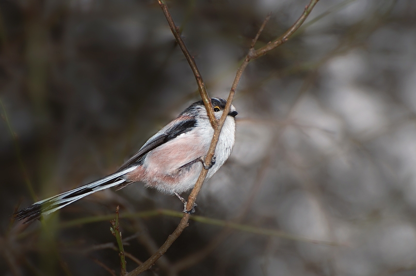 фото "Long tailed tit(Aegithalos caudatus)" метки: природа, дикие животные