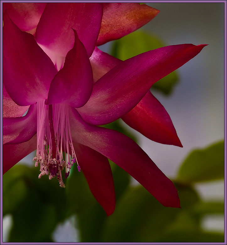 photo "Schlumbergera Lemaire" tags: macro and close-up, nature, flowers