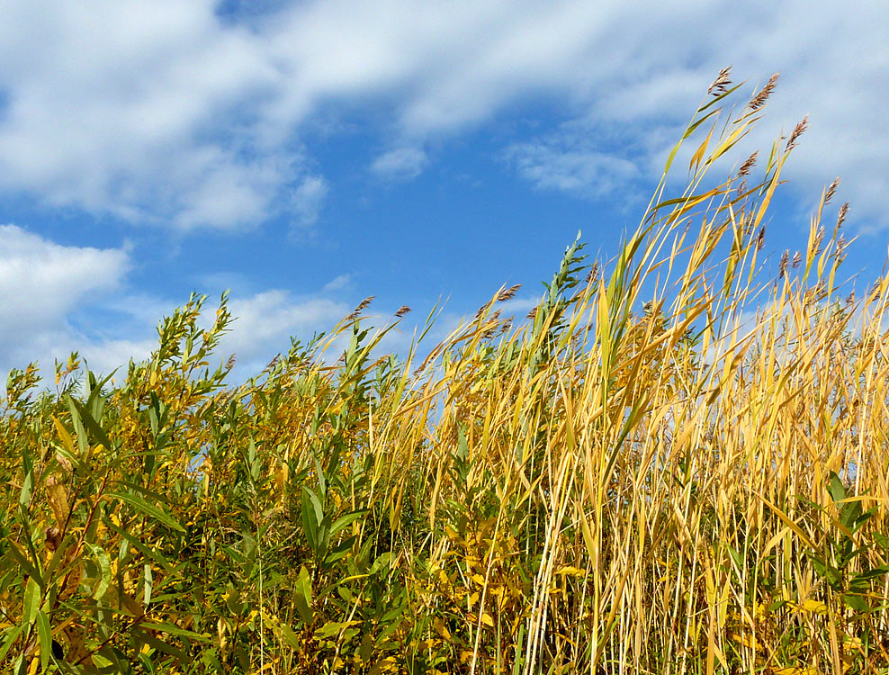 photo "golden grass" tags: landscape, nature, autumn, flowers