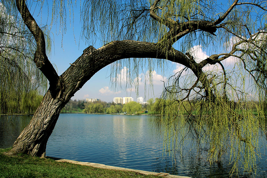 photo ""Swan song"" tags: landscape, lake, park, spring, tree