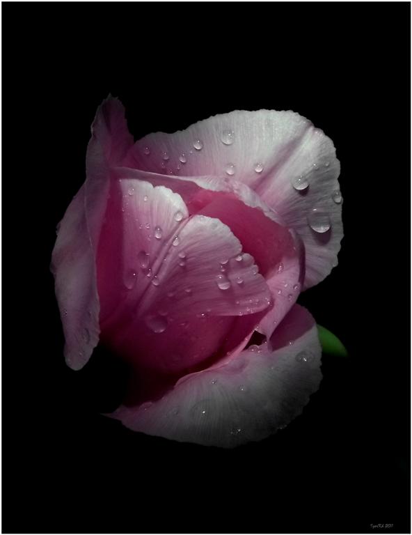photo "***" tags: nature, flowers