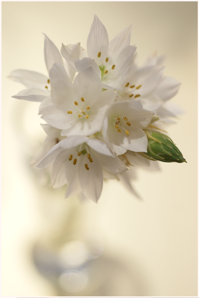 photo "***" tags: still life, macro and close-up, 