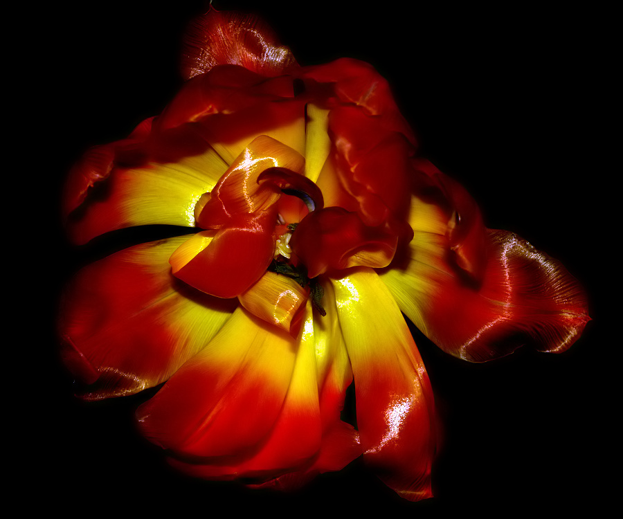 photo ""A Beautiful Tulip..."" tags: nature, flowers