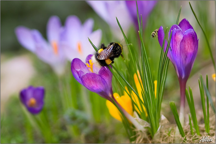 photo "***" tags: nature, insect