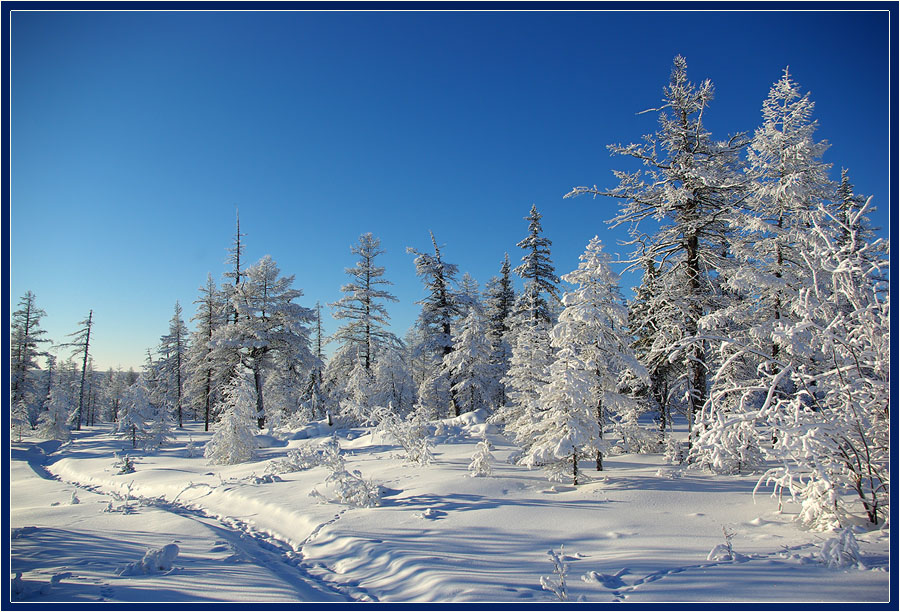 фото "Тропинка" метки: пейзаж, зима, лес