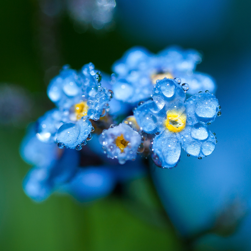 Незабудка самый. Цветы незабудки. Голубые цветы. Синие цветочки. Цветы голубого цвета.