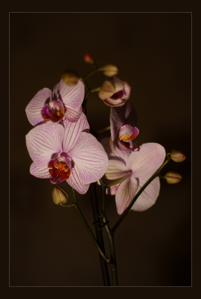 photo "***" tags: nature, flowers