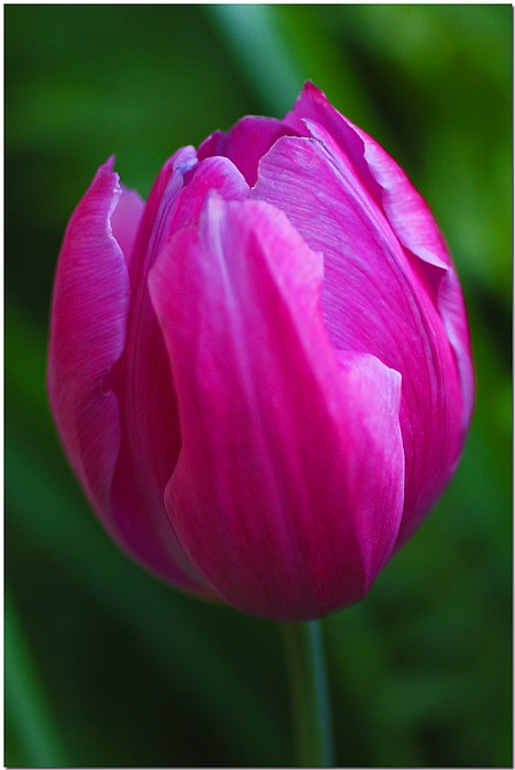 фото "Tulip Time" метки: природа, макро и крупный план, цветы