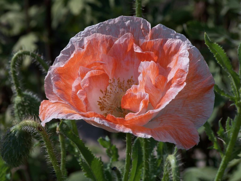 photo "***" tags: nature, flowers