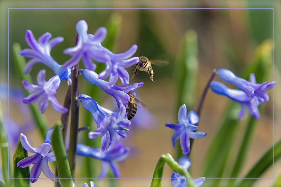 photo "***" tags: nature, macro and close-up, 