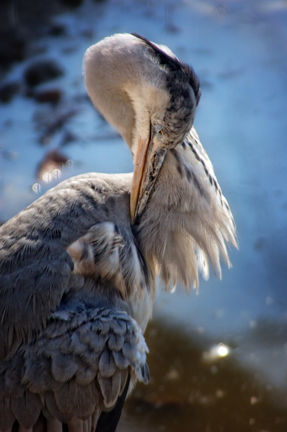 photo "***" tags: nature, wild animals