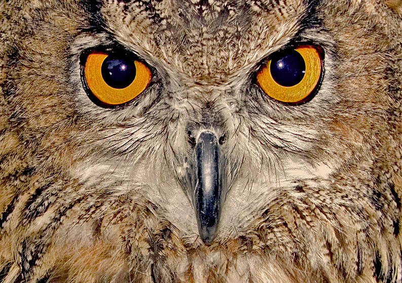 photo "Owl's Eyes" tags: nature, wild animals