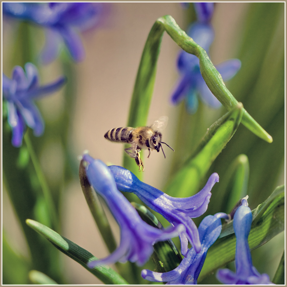 photo "***" tags: nature, macro and close-up, 