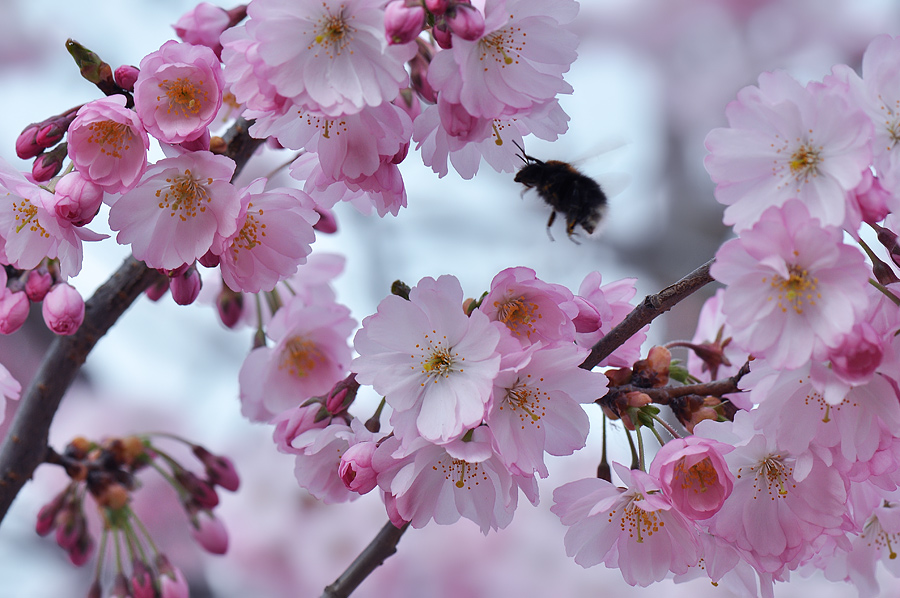 photo "***" tags: macro and close-up, 