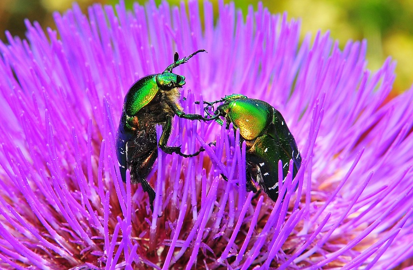 photo "***" tags: nature, insect