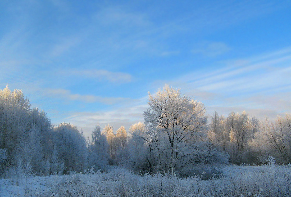 photo "Rime." tags: landscape, forest, winter