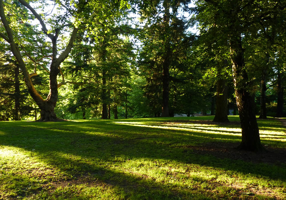 photo "***" tags: landscape, forest, summer