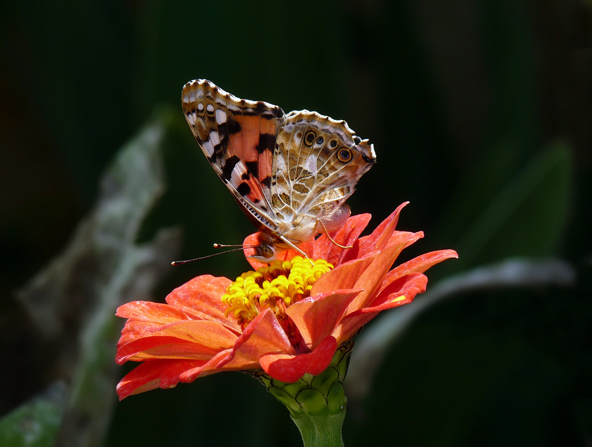 фото "Vanessa cardui  - Репейница" метки: природа, насекомое