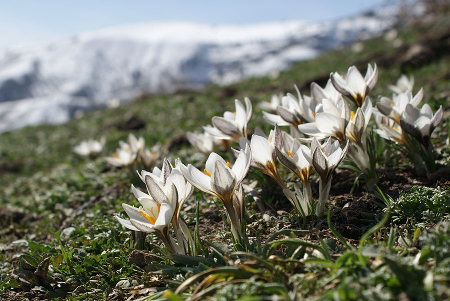 photo "***" tags: landscape, nature, flowers, mountains