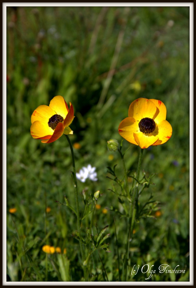 photo "***" tags: nature, flowers