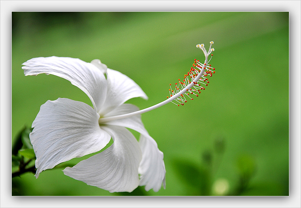 photo "white hibiscus" tags: nature, flowers