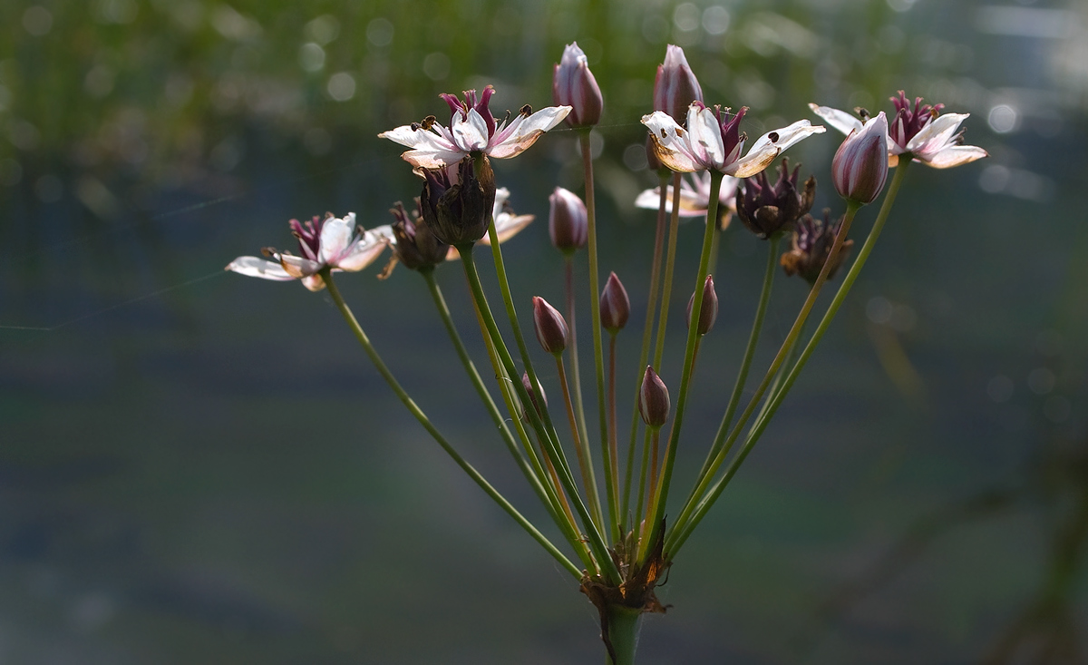 фото "Сусак зонтичный" метки: природа, макро и крупный план, цветы