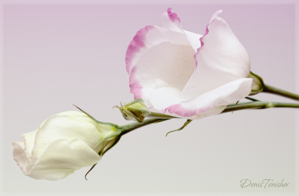 фото "Lisianthus 2" метки: природа, цветы