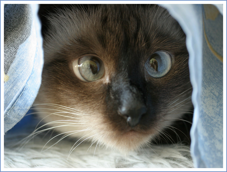 photo "Катя" tags: nature, pets/farm animals