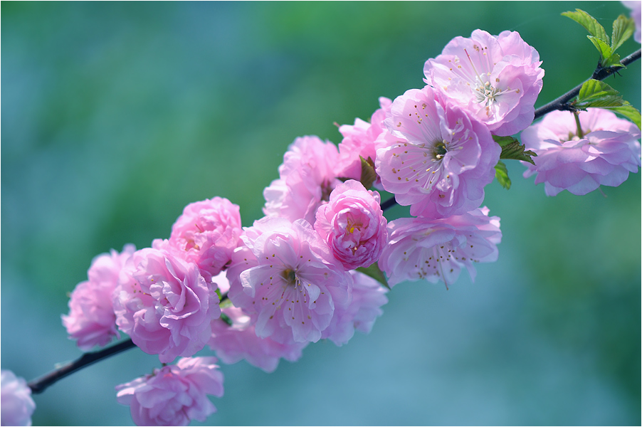 photo "***" tags: macro and close-up, 