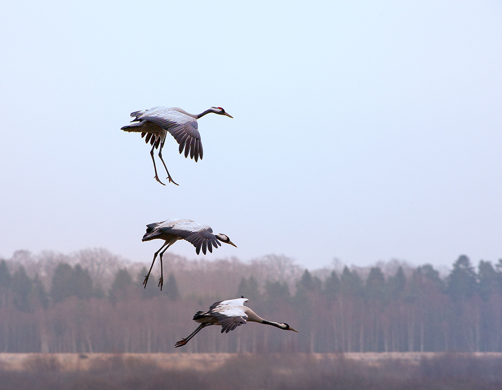 photo "Landing!!!" tags: nature, wild animals