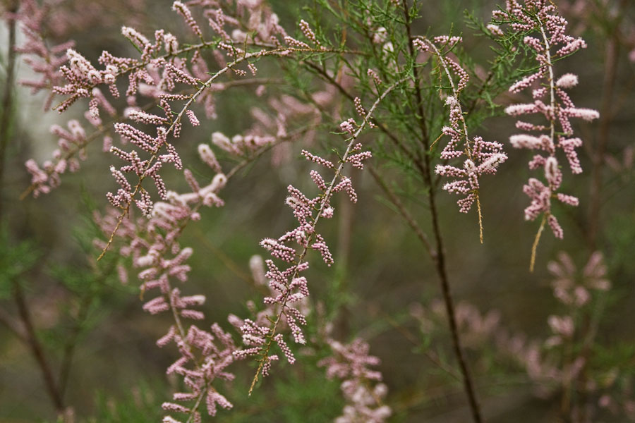 photo "***" tags: nature, flowers