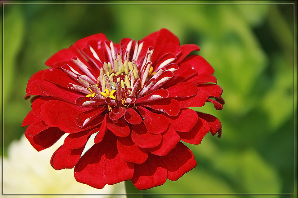 photo "The color of summer" tags: nature, macro and close-up, flowers