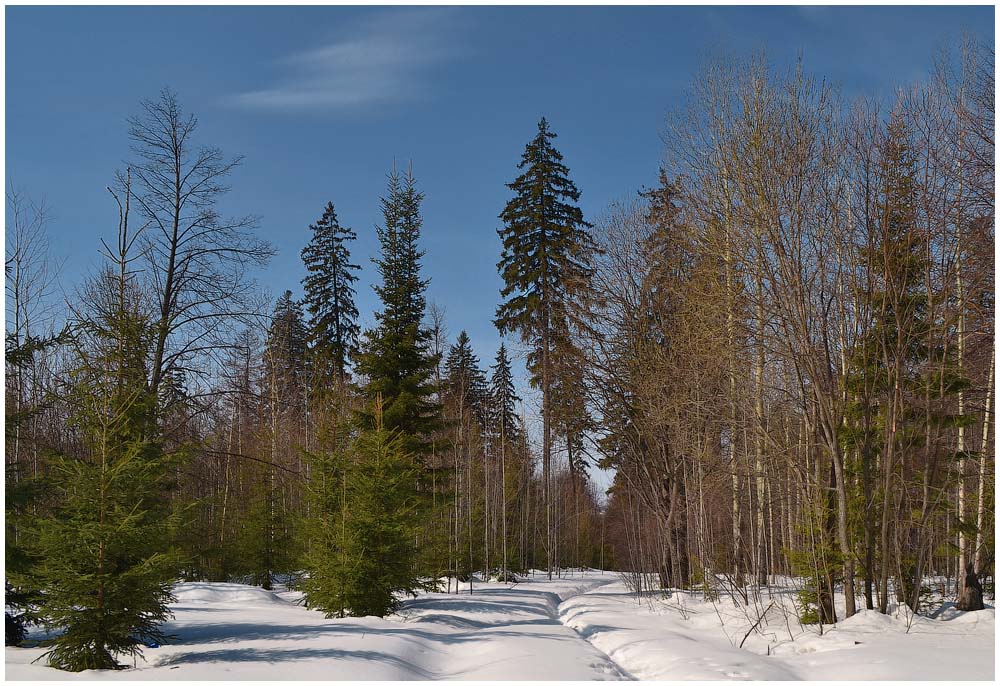 Елочки весной. Весенний лес в Сибири. Лес в марте. Ель весной. Еловый лес ранней весной.