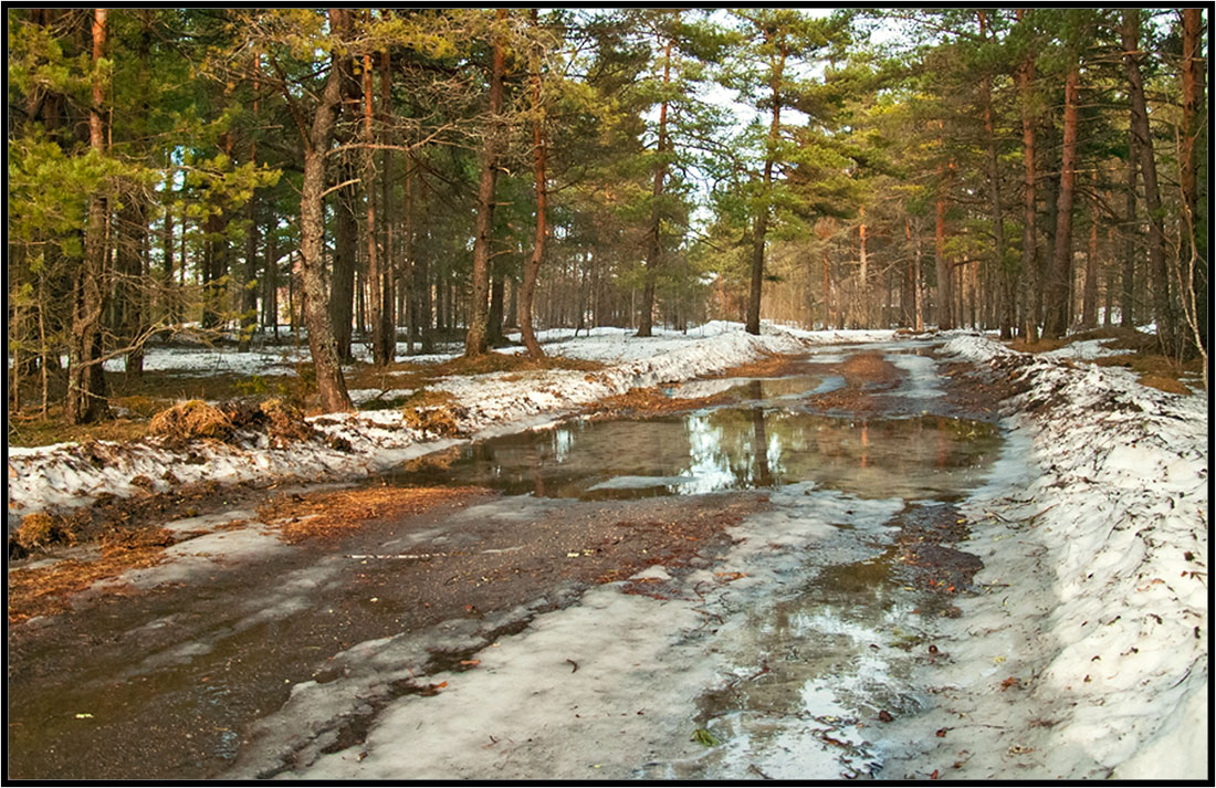 photo "***" tags: landscape, forest, spring