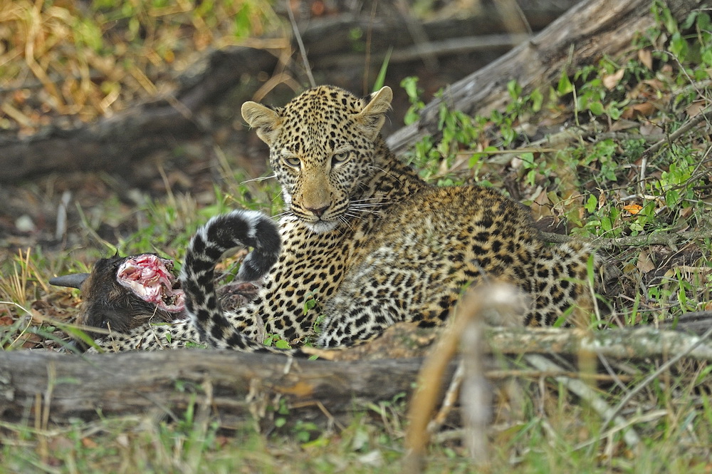 фото "Ужин леопарда" метки: природа, путешествия, Африка, дикие животные