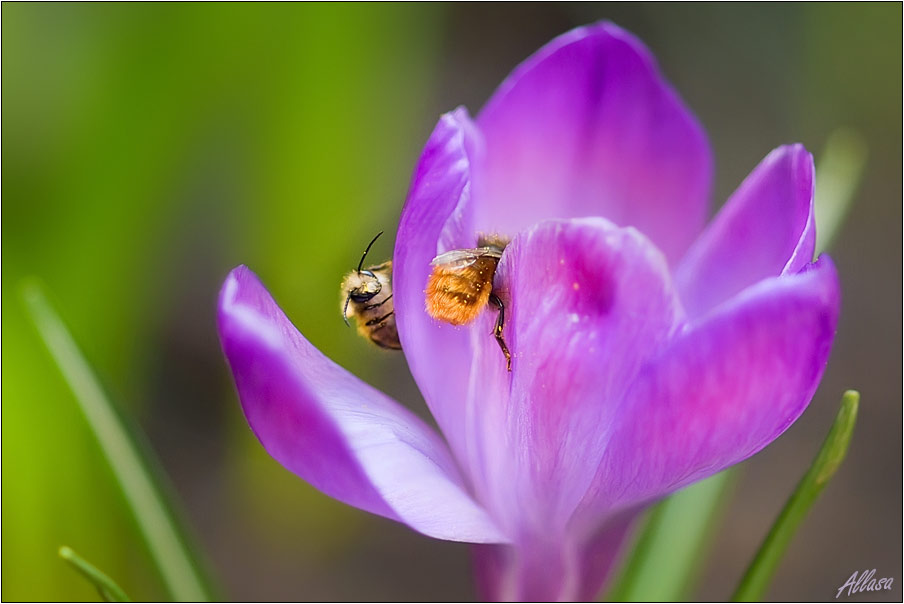 photo "***" tags: nature, flowers, insect