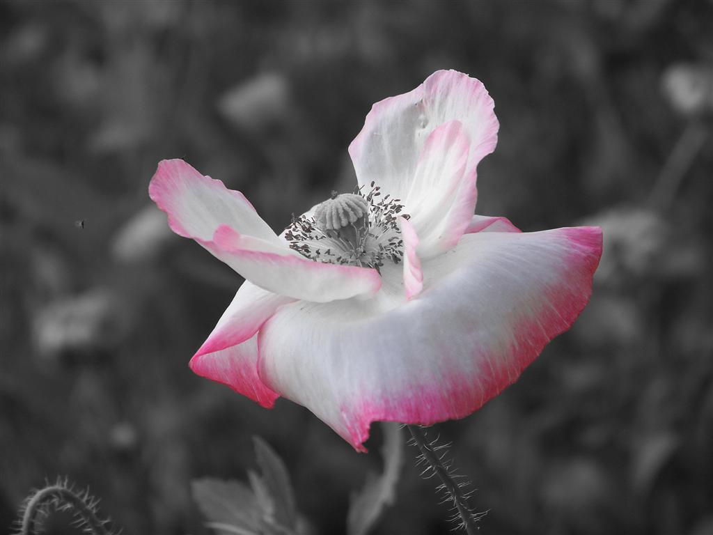 photo "***" tags: nature, flowers