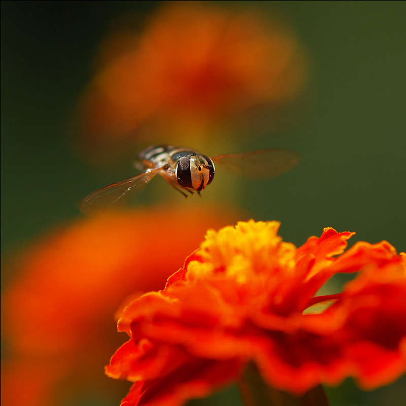 photo "***" tags: macro and close-up, 