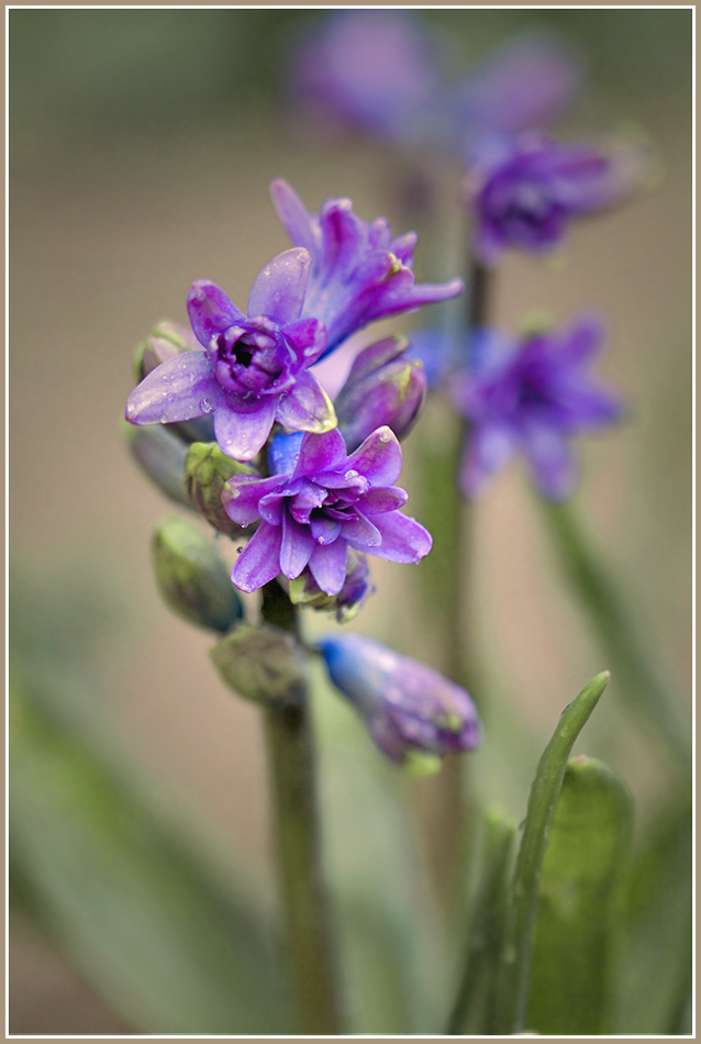 photo "***" tags: nature, macro and close-up, flowers