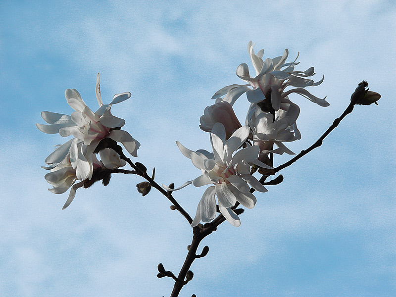 photo "Magnolia" tags: nature, flowers