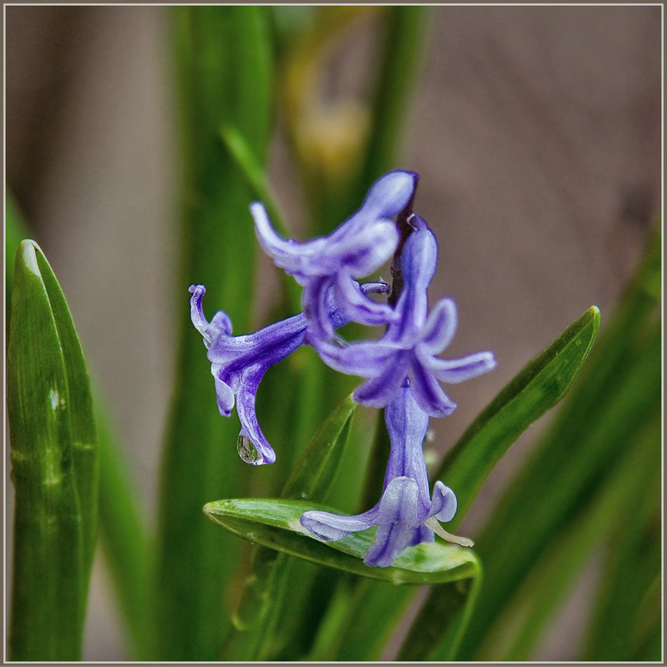 photo "***" tags: nature, macro and close-up, flowers